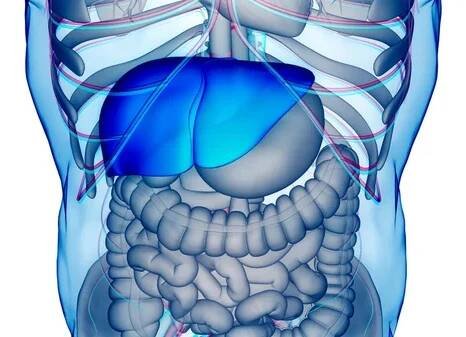 Lidský vnitřní zažívací orgán Anatomie jater. 3D — Stock obrázek