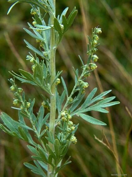 Pelyněk pravý (Artemisia absinthium)