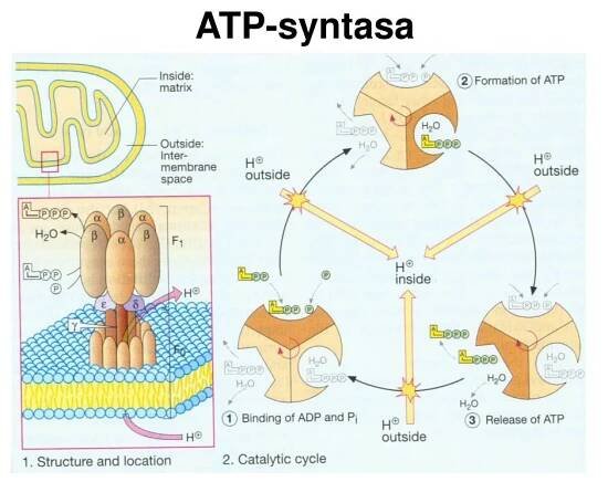 PPT - Energetický metabolismus Základy termodynamiky PowerPoint Presentation - ID:4109613