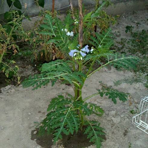 Litchi Tomato Seeds (Solanum sisymbriifolium)