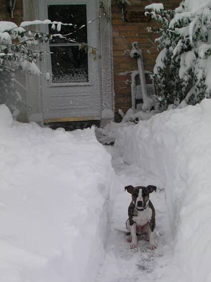 In memorium: Ringo J. Pibble