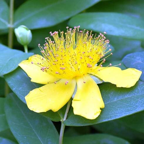 St John's Wort with yellow flower