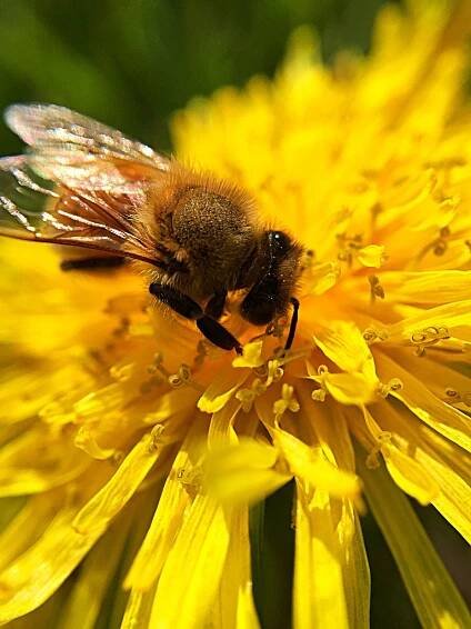Sheri Harvey/Shar Photographic - Macro