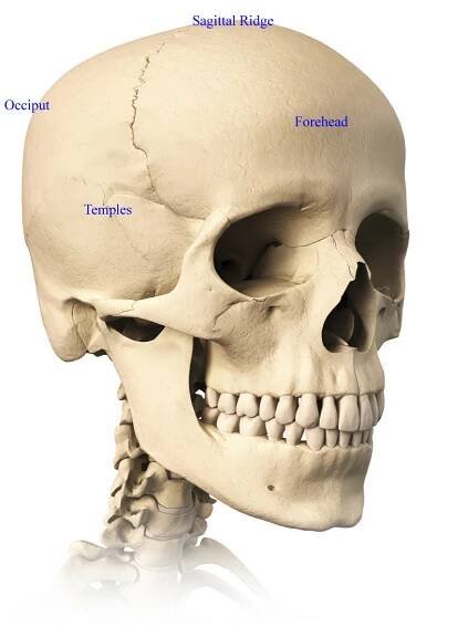 Very detailed and scientifically correct human skull. Three orthogonal views, plus perspective, on white background. Anatomy image.