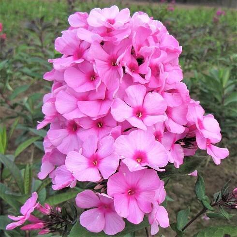 Flox Sweet Summer Fragrance