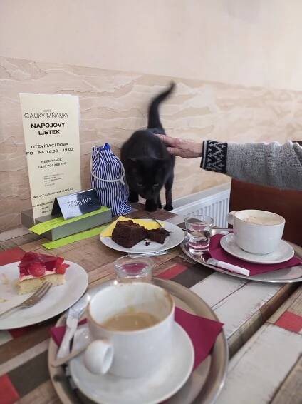 CAFE ČAUKY MŇAUKY. | Domov Magnolie