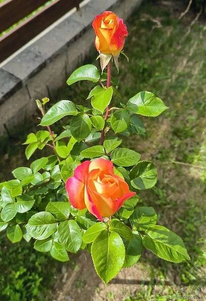 Růže Double Delight (Rosa), květy, květenství