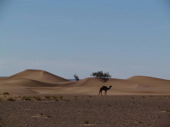Túra: Maroko: Sahara - výstup na Leviu dunu | HIKING.SK