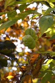 Klokoč zpeřený (Staphylea pinnata), plody, plodenství
