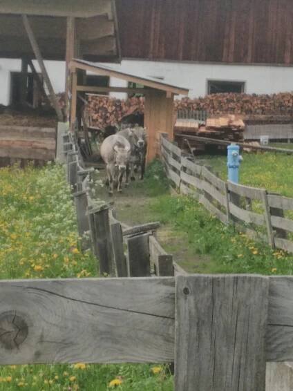Aktiv am Bergbauernhof in Schmirn – Wildlahner