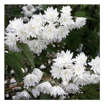Trojpuk ( Deutzia ) - Zahradnictví Arónie