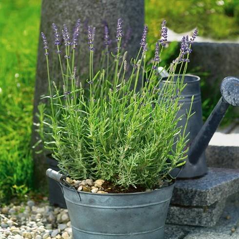 Levandule Hidcote Blue průměr květináče cca 13 cm