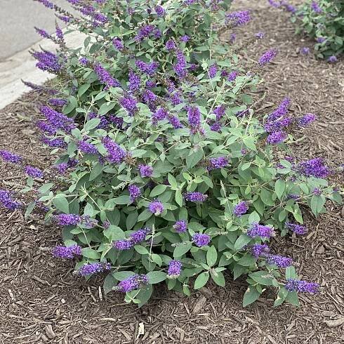 LO & BEHOLD® 'Blue Chip Jr.' Buddleia - Order Online