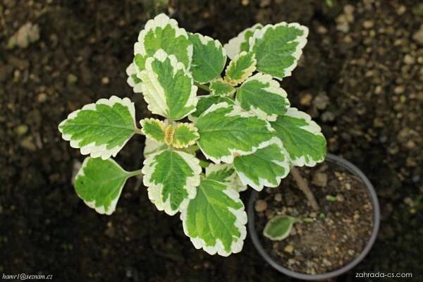 Moud (Plectranthus)