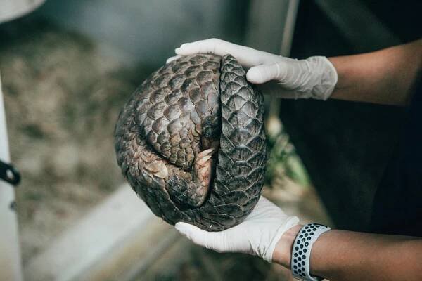Taiwan's Path to Pangolin Conservation: How a Mega Pangolin Leather Exporter Transformed into a Conservation Specialist - 報導者 The Reporter