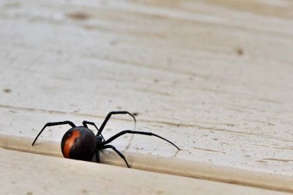 Redback pavouk, australská černá vdova, jedovatý australský původní pavoukovec na palubě ve Wonthaggi na Bass Coast, South Gippsland, Victoria, Austrálie