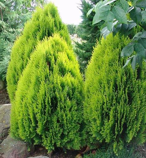 Zerav východní ́AUREA NANA ́ 30-40 cm, kont. 2 l