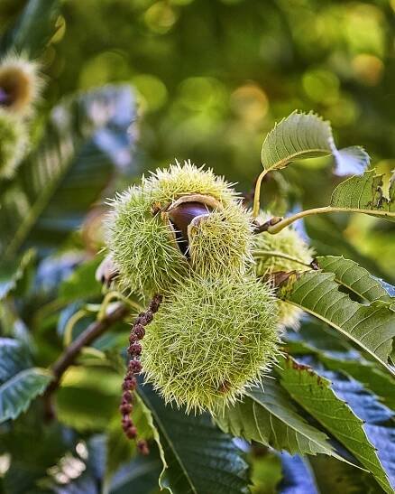 Větev kaštanu s ovocem. Kaštan. Castanea sativa. stock fotka
