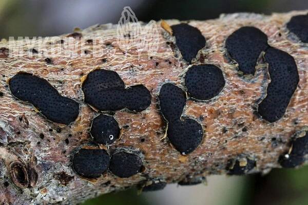Diatrype bullata - korovitka vakovitá - Mykoweb