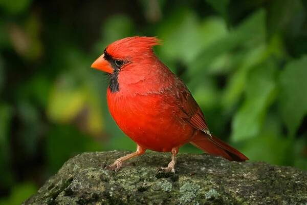 Základová fotografie na téma altán, barevné pták, cardinalis, cardinalis cardinalis, červený kardinál, detail, divočina