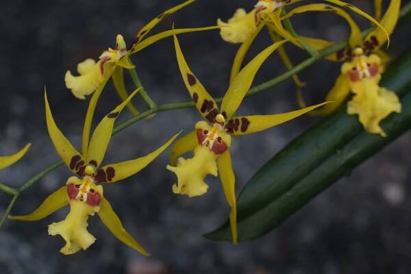 Orchideje Na slupi 13. 11. 2011