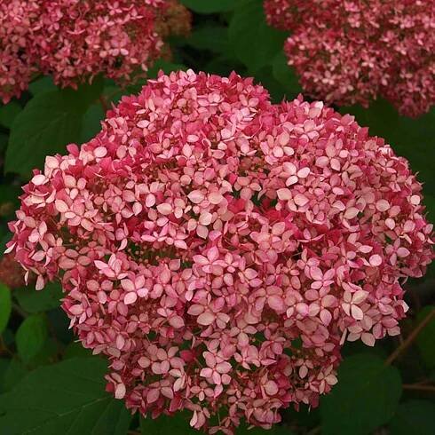 HYDRANGEA ARBORESCENS 'PINK ANNABELLE' HORTENZIE