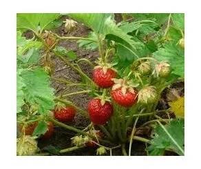 Jahodník jednouplodící 'Sonáta' - Fragaria ananassa 'Sonáta', Květník o průměru 9 cm