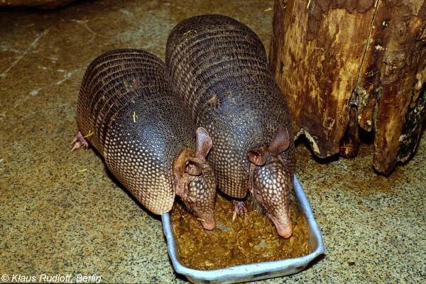 Obrázek - Dasypus novemcinctus (pásovec devítipásý) | BioLib.cz
