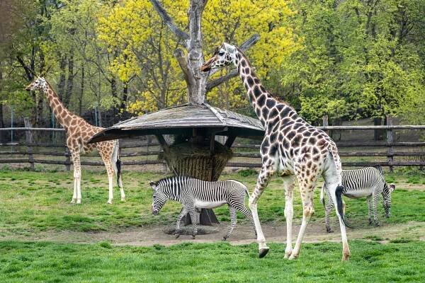 Africká savana v Zoo Praha je znovu obydlená