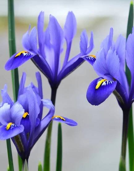 Iris Iris reticulata 'Harmony' (Netted Iris)