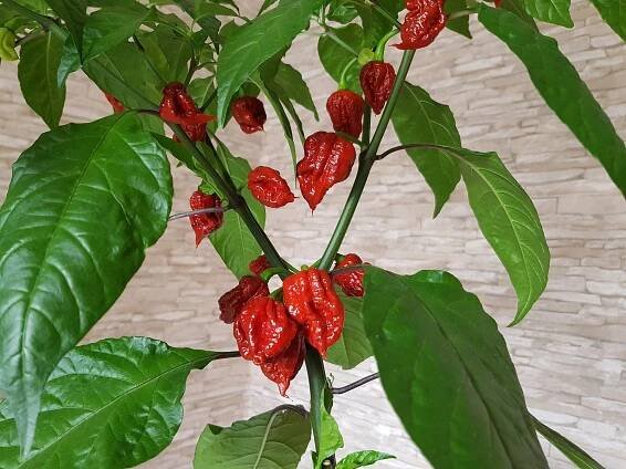 Chilli Carolina reaper ♣ Balení obsahuje 100 semen | Semena, sazenice - neoseeds.cz