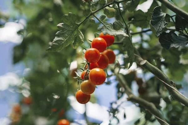 Tento pohled neomrzí –⁠ pomalu dozrávající Nelinka. Farmáří je sklízí, až když je plně zralá. 