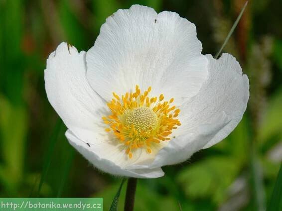 Herbář Wendys - Anemone sylvestris - Sasanka lesní