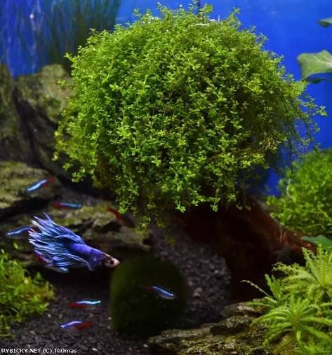 Hemianthus callitrichoides 'Cuba' - malokvětka hvězdošovitá 'Cuba'