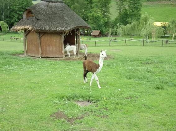 Třídní výlet- FARMA SOBĚHRDY-třída ČMELÁČCI - Oficiální stránky MŠ Včelička, Škvorec