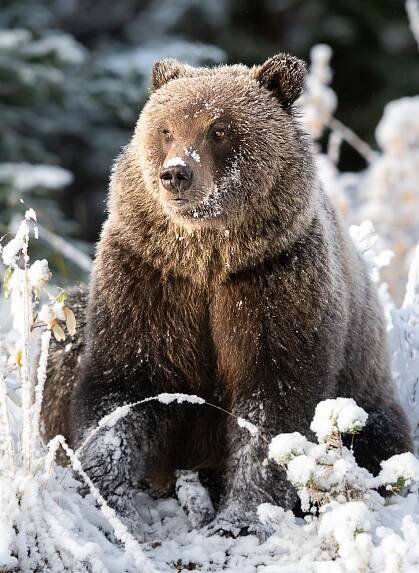 Spring Wildlife - Nature Labs