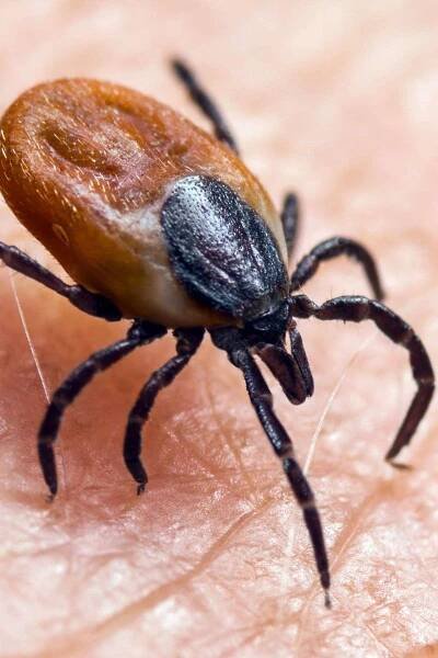 Chronic Lyme disease: Symptoms, diagnosis, and treatment