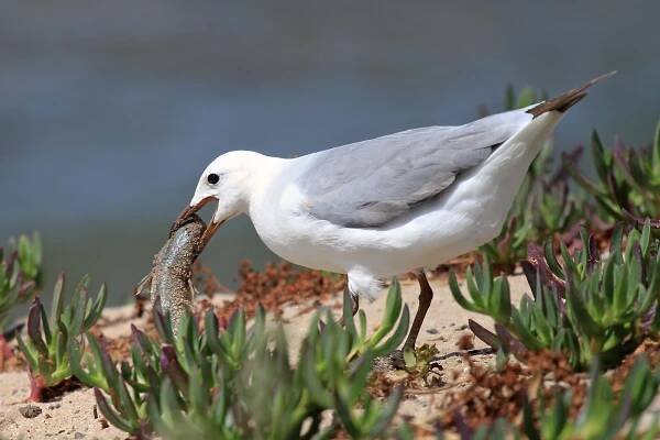 Hartlaub's Gull With Fish - Wildlife Den - South African And Australian Wildlife Photography