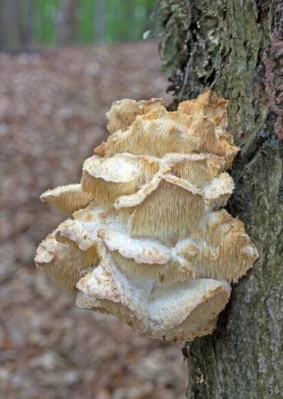 ježatec různozubý – Creolophus cirratus, Červený seznam ohrožených druhů, kategorie NT, Salaš u Velehradu - foto: Milan Němčický