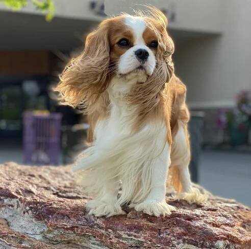 Rocket | Cavalier King Charles Spaniels | Cobrnik Cavaliers