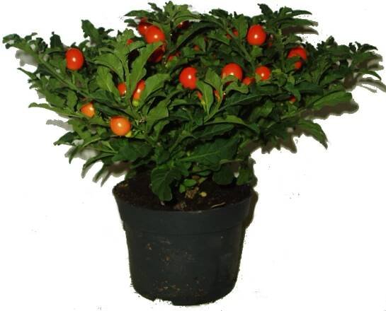 LILEK OKRASNÝ – SOLANUM PSEUDOCAPSICIUM - Citrus-shop.cz