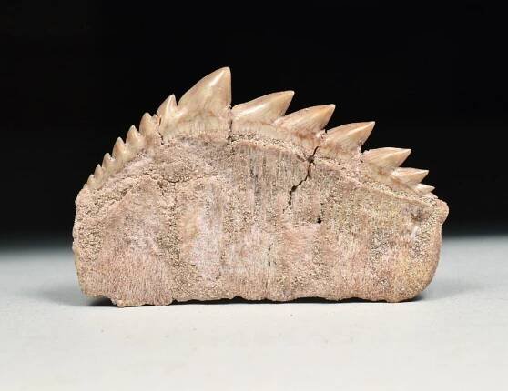 zub žraloka - Notidanodon loozi | minerals-fossils.cz