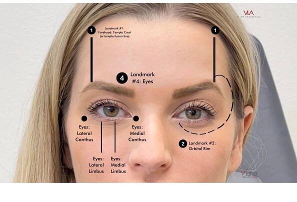 Anatomy Book 1 - V LINE AESTHETICS