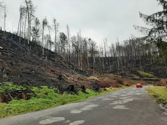 České Švýcarsko čtyři měsíce po požáru. Krajina je i na podzim čím dál zelenější