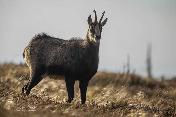 Sudokopytníci turovití | Štěpán Mikulka | Wildlife fotograf