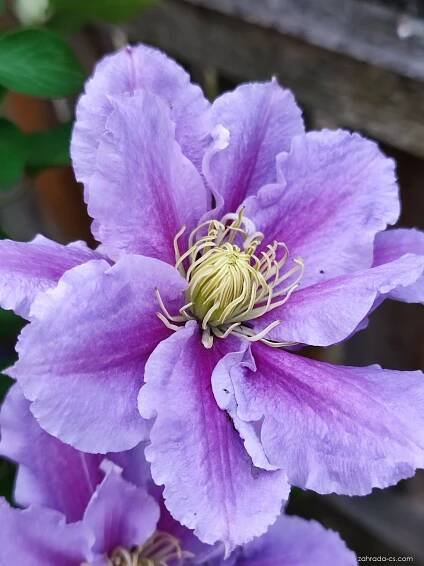 Plamének (Clematis)