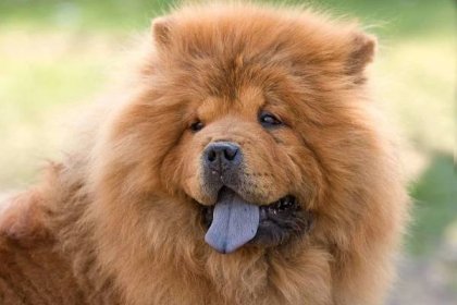Close up of red Chow Chow