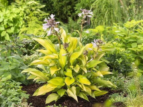 OBI Bohyška žlutá/pestrá pr. květináče cca 13 cm Hosta nakoupit u OBI