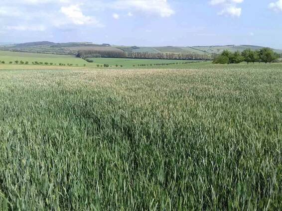 Rok 2018 na moravských polích - Články - Agromanuál.cz