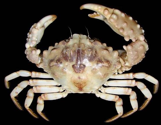 Crab Database · Krabi